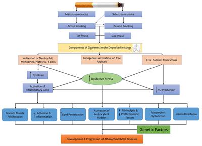 Cigarette smoking and air pollution exposure and their effects on cardiovascular diseases